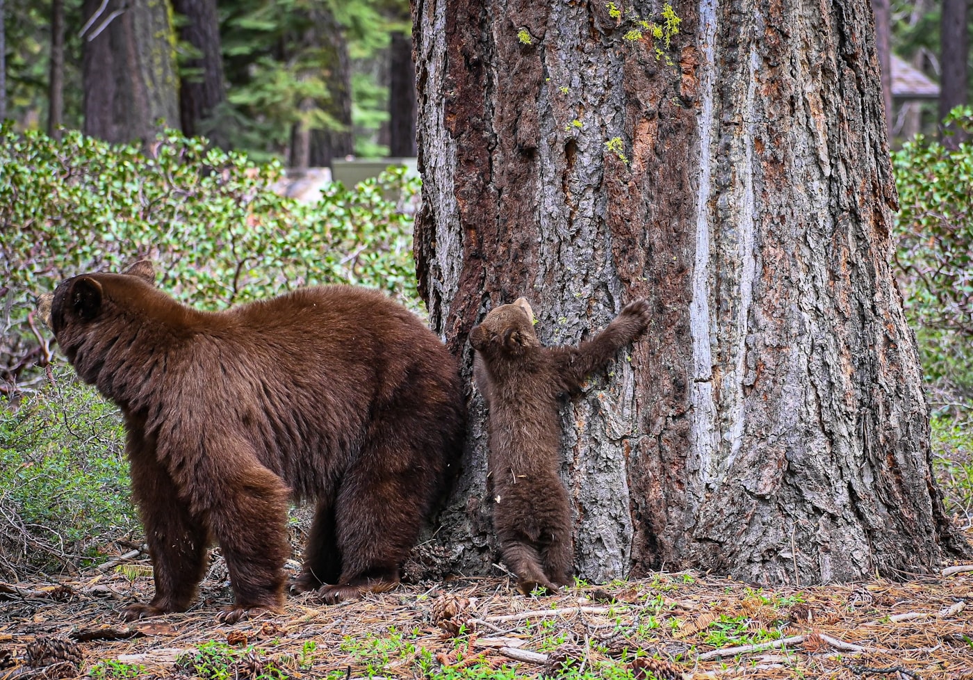 Orsa bruna con il suo cucciolo accanto a un albero